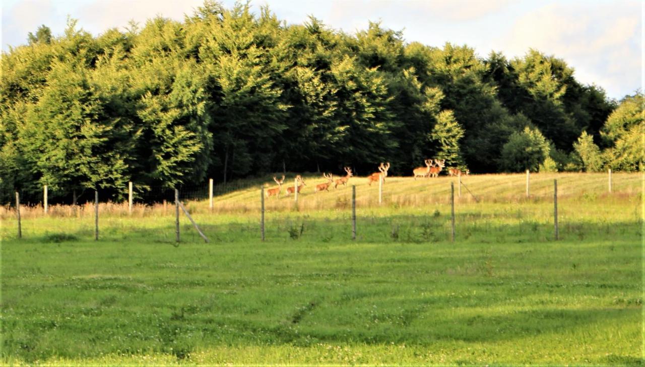Kantonia Bobolice  Exteriér fotografie